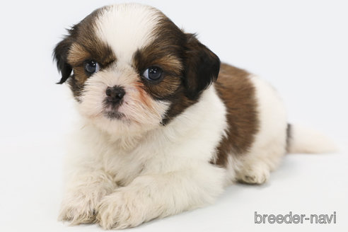 成約済の神奈川県のシーズー-346837の4枚目